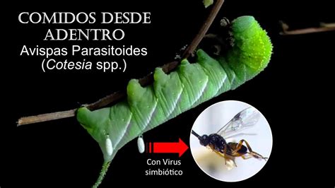 Entomolog A Comidos Desde Adentro Ciclo De La Avispa Braconidae