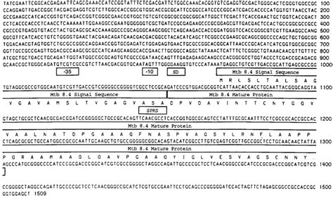 Nucleotide Sequence And The Deduced Amino Acid Sequence Of The