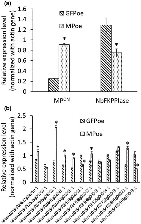 Identification Of The Genes Involved In Cell Cycle Regulation In Download Scientific Diagram