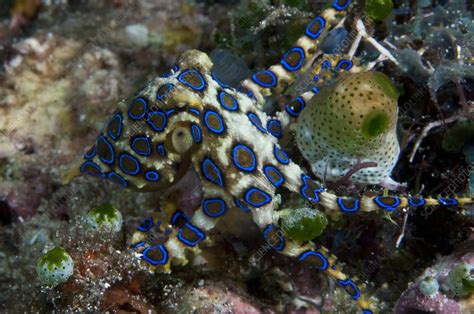 Blue Ringed Octopus Stock Image C0053345 Science Photo Library