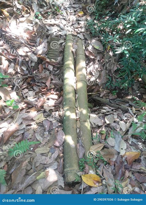 Small Bamboo Bridge To Cross The Ditch Stock Photo Image Of Jungle