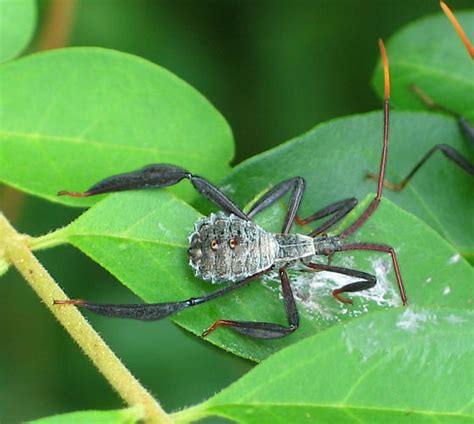 Leaf Footed Plant Bug Acanthocephala Terminalis Bugguide