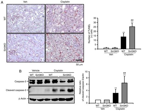 Absence Of Sirt3 Aggravates Cisplatin Nephrotoxicity Via Enhanced Renal