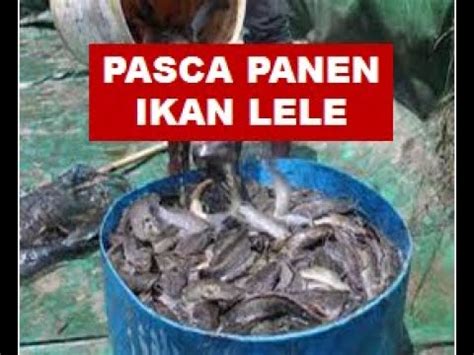 Perencanaan Pasca Panen Budidaya Ikan Lele Dalam Drum Biru Youtube