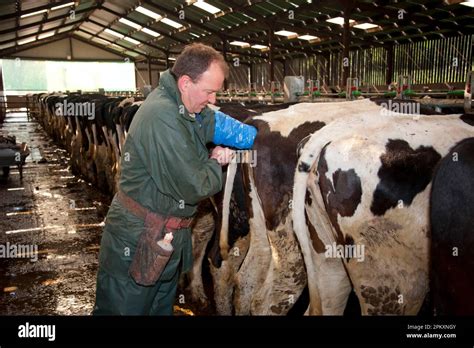 Dairy Farming Farmer Artificially Inseminating Dairy Heifers With