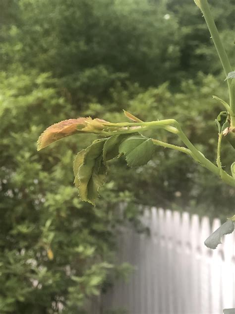 Leaf curl on tree rose : r/plantclinic