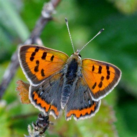 Postcards From Sussex Butterflies Galore At Mill Hill