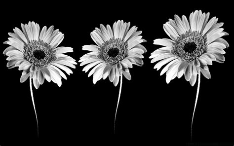 Flower Minimalist Desktop Wallpapers Top Free Flower Minimalist