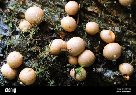 Lycogala Epidendrum Wolfs Milk Slime Mold Stock Photo Alamy