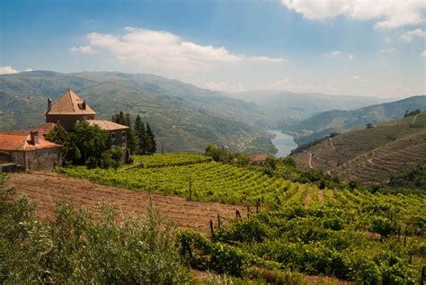 VINEYARDS & WINERY FOR SALE DOURO PORTO WINE-GROWING PORTUGAL | Douro ...