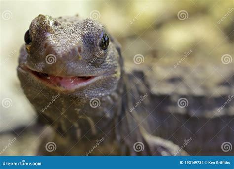 New Zealand Tuatara stock photo. Image of ancient, wildlife - 193169734