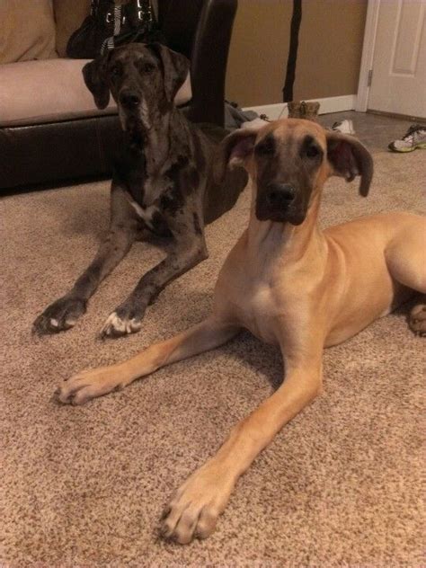 Pin By Beckie Shackelford On Doggies I Love Great Dane Dogs Great