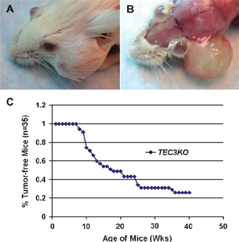 Tumor Incidence And Anatomic Localization Of Tumors In TEC3KO Mice A