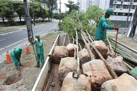 Prefeitura anuncia que mais de 200 árvores serão plantadas na av