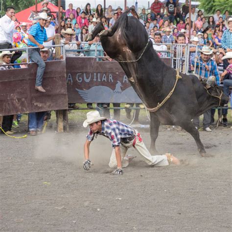 Touros De Rodeio Top Dos Mais Perigosos Do Mundo Confira Tecbov