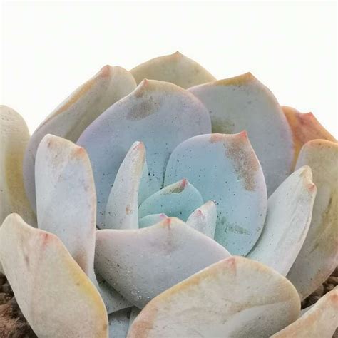 Echeveria Gila E Gigantea X E Laui 14 Cm Crassulaceae