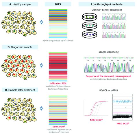 Low And High Throughput Ngs Ig Tr Analyses In Different Sample Types