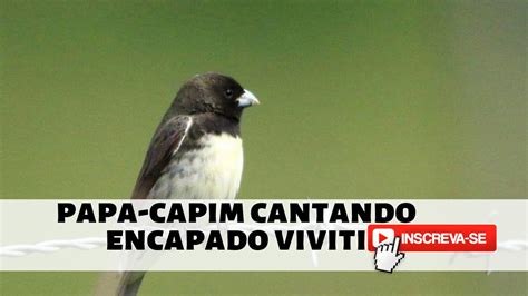 Papa Capim Cantando Encapado Viviti YouTube