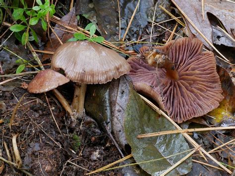 Helmlinge Mycena Picture Mushroom