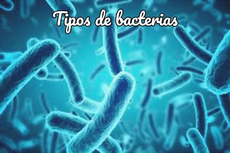 Tipos De Bacterias Qu Tipos De Bacterias Existen