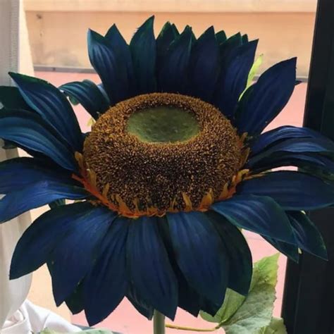 Midnight Oil Blue Sunflower Seeds Etsy