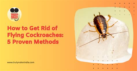 How To Get Rid Of Flying Cockroaches 5 Proven Methods Truly Blog