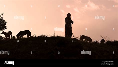 Silhouette shepherd sheep hi-res stock photography and images - Alamy