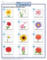flower activities  kids worksheets library