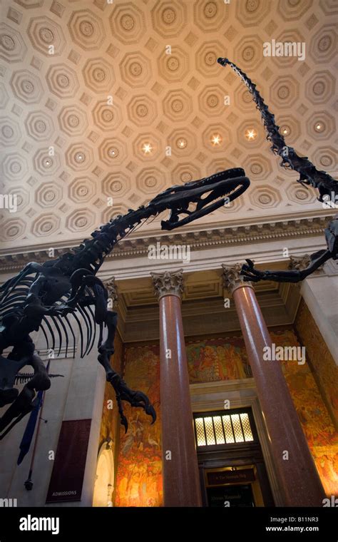 Roosevelt Rotunda Allosaurus Skeleton American Museum Of Natural