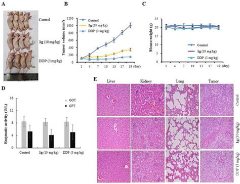 Full Article Semisynthesis And Anti Cancer Properties Of Novel