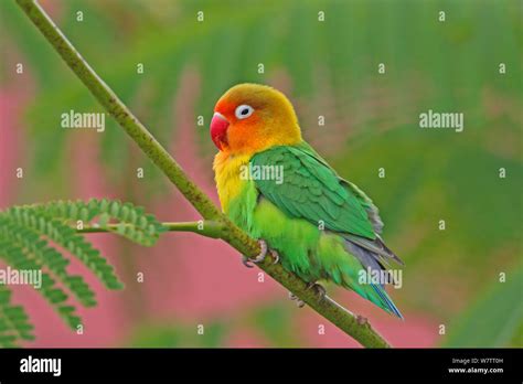 Fischers Lovebird Agapornis Fischeri Perched In Tree In Lodge Garden