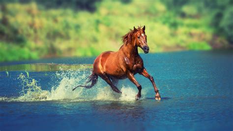 🔥 40 4k Horse Wallpapers Wallpapersafari
