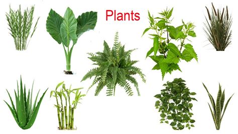 Kinds Of Plants With Names