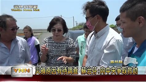 台西 口湖文蛤死亡慘重 損失已近千公頃 雲林新聞網 Youtube