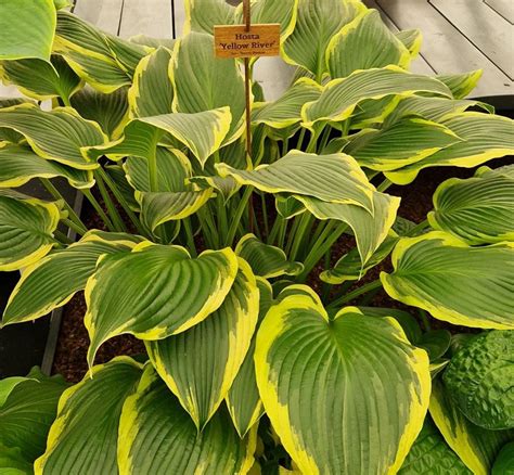 Hosta 'Yellow River' | Farmyard Nurseries