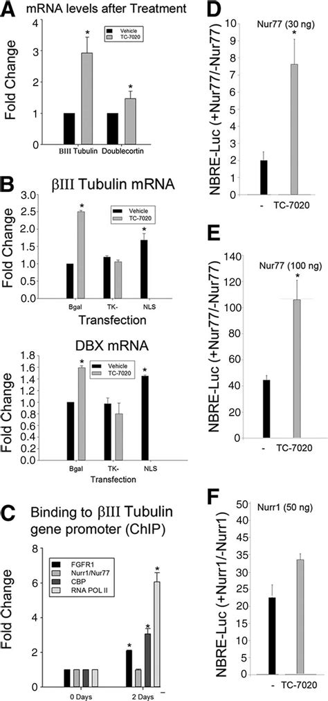 TC 7020 Activation Of The III Tubulin Gene Is Accompanied By FGFR1