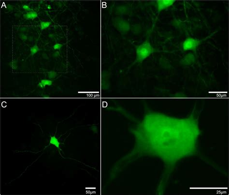 Representative Images Of Enhanced Green Fluorescent Protein