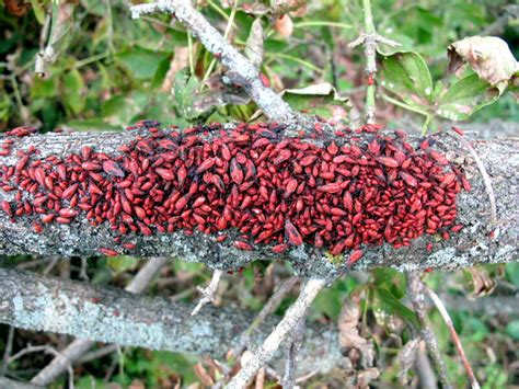 The Joyce Road Neighborhood: Boxelder Bug