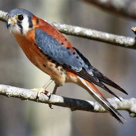 American Kestrel Hawk Mountain Sanctuary Learn Visit Join