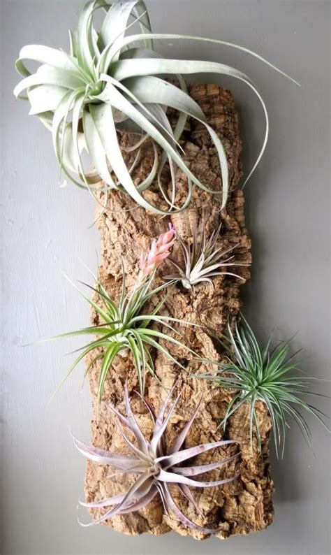 How To Mount Air Plants Ideas Wall Mounted Tillandsia Ideas Driftwood