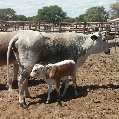 Nguni Cattle – Ntiwane Livestock Farm