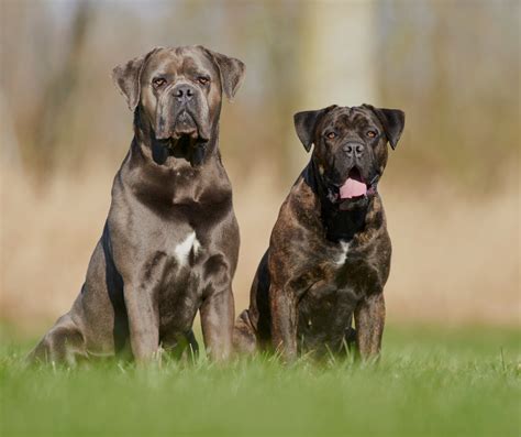 Cane Corso Czy To Pies Dla Mnie Jakie Ma Wymagania Psiastki