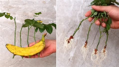 Cultiver Facilement Des Roses Partir De Boutures Avec Une Banane Un