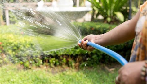 C Mo Regar Las Plantas Y Mantenerlas Saludables