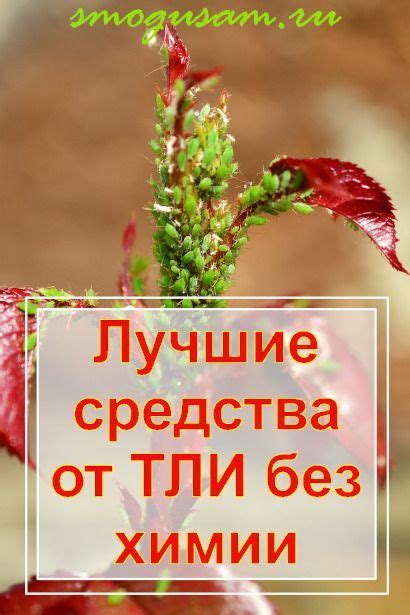 Как избавиться от тли | Огород, Сад с подстриженными деревьями, Растения