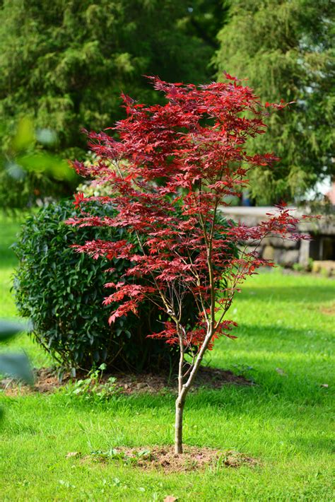 Japaneseredmapleacerpalmatumjaponicaredinapark