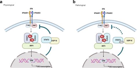 Model Of Type I Interferon Ifn Signalling Pathway And Regulation A