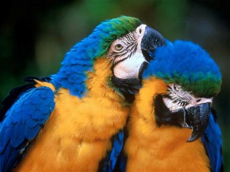 Animals: November 2012