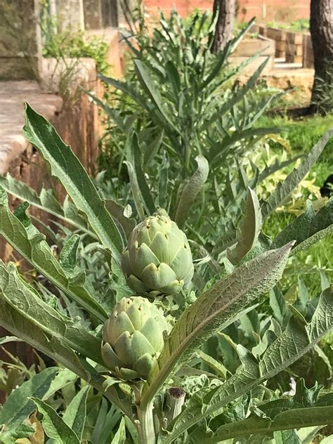 O Que Significa Autóctones - O que São Plantas Autóctones e como Usá-las no seu Jardim | homify