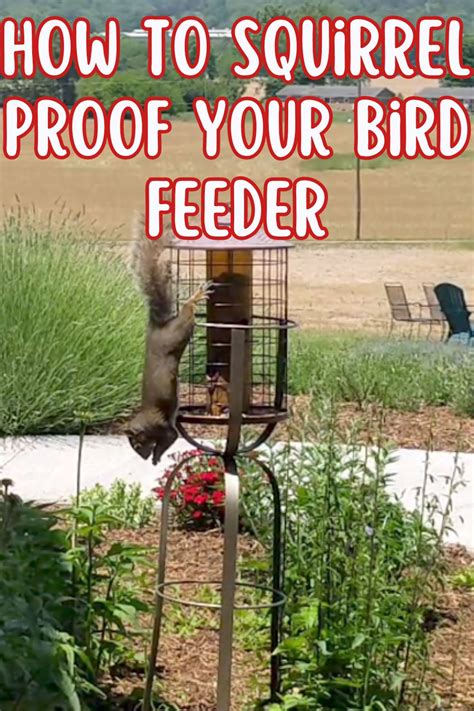 How To Squirrel Proof Your Bird Feeder